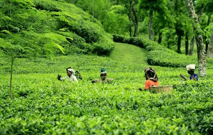 Tea Gardens of Srimangal: Scenic Green Retreat