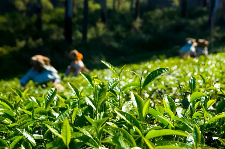 Sylhet Tea Gardens and Hills